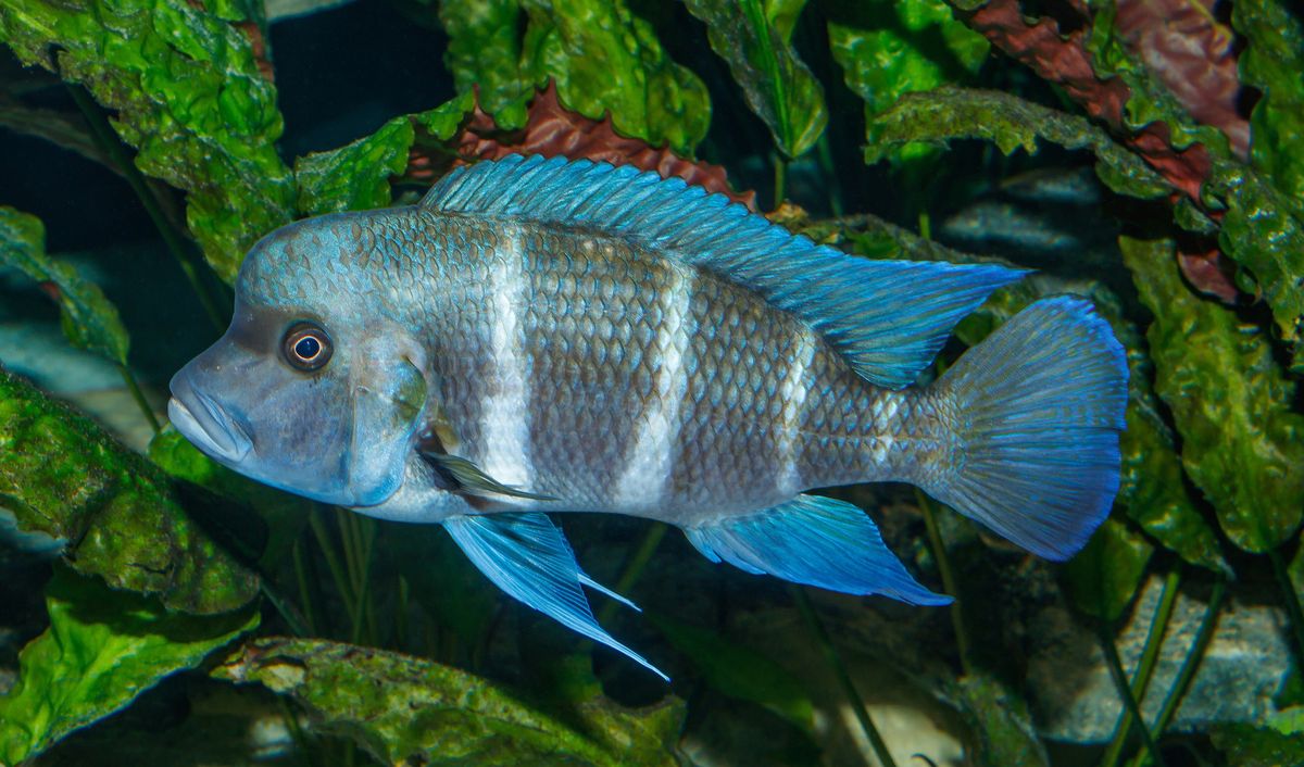 A frontosa cichlid with bold black and white bands from Lake Tanganyika