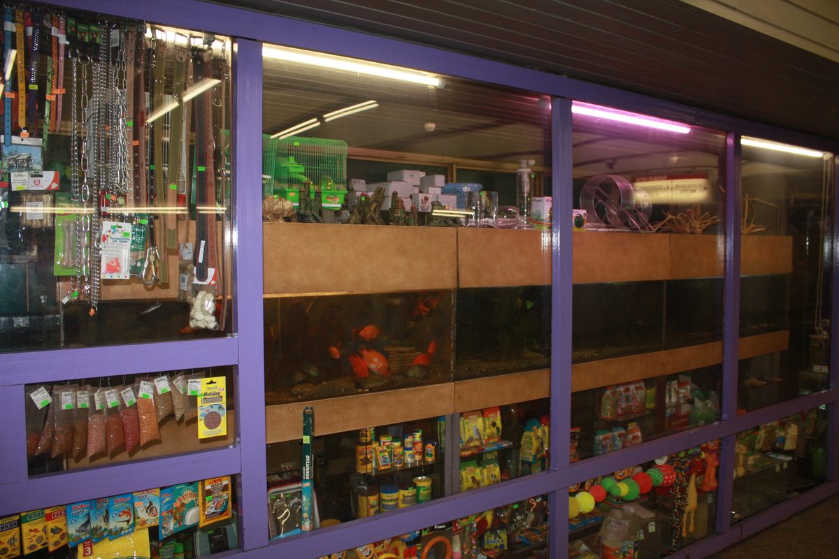 Inside an aquarium store with rows of glowing tanks